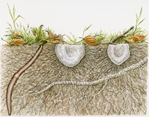 Medium Group Of Objects Prints: Illustration of earthworm, mushrooms and tree root underground