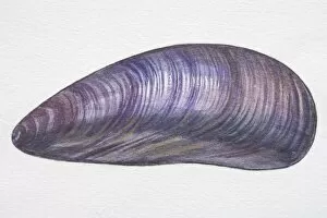 Images Dated 8th August 2006: Illustration, Edible Mussel (Mytilus edulis), oval purplish-grey shell