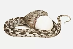 Images Dated 21st May 2010: Illustration of egg-eating snake swallowing an egg