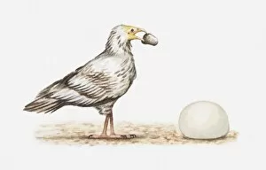 Illustration of an Egyptian vulture (Neophron percnopterus) about to crack open an ostrich egg with a stone, side view
