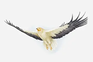 Vulture Prints: Illustration of an Egyptian vulture (Neophron percnopterus) in flight