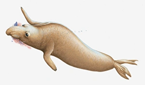 Images Dated 23rd March 2011: Illustration of Elephant Seal swimming and feeding on squid