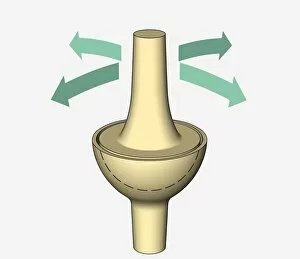 Arrow Symbol Gallery: Illustration, ellipsoidal joint, arrows indicating possible directions of movement