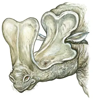 Ugliness Prints: Illustration of Embolotherium with large bony protuberance above nose