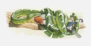 Illustration of an Emerald tree boa (Corallus caninus) eating a bird
