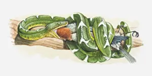 Carnivore Prints: Illustration of an Emerald tree boa (Corallus caninus) eating a bird