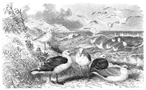 Seagull Prints: Gulls