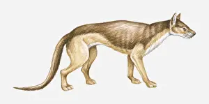 Paleontology Prints: Illustration of an Eocene-Pliocene Bear dog (Daphoenus sp. ), side view