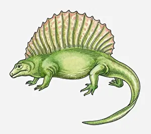 Illustration of an Epaphosaurus, sail-backed dinosaur from Late Carboniferous era