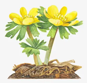 Illustration of Eranthis hyemalis (Winter aconite), bright yellow flowers