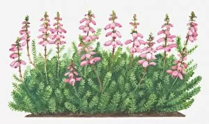 Bush Gallery: Illustration of Erica ciliaris (Dorset heath), pink flowers