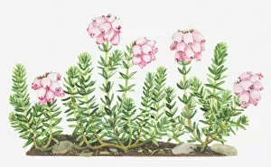 Bush Gallery: Illustration of Erica tetralix (Cross-leaved heath), pink flowers