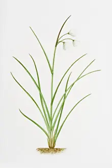 Cotton Grass Prints: Illustration of Eriophorum angustifoliumCommon Cottongrass)