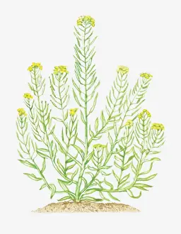 Crucifers Prints: Illustration of Erysimum cheiranthoides (Treacle-mustard)