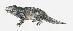 Images Dated 8th April 2010: Illustration of an Erythrosuchus, a thecodont archosaur, Triassic period