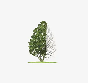 Shape Prints: Illustration of Eucryphia glutinosa (Eucryphia) showing shape of tree with and without leaves