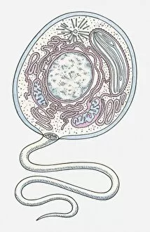 Images Dated 8th April 2010: Illustration of an Eukaryote cell