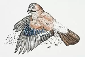 Illustration of Eurasian Jay (Garrulus glandarius) anting feathers