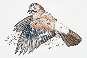 Intelligence Prints: Illustration of Eurasian Jay (Garrulus glandarius) anting feathers