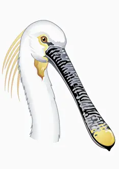 Illustration of Eurasian Spoonbill or Common Spoonbill (Platalea leucorodia), profile showing long n