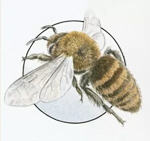 Images Dated 29th September 2010: Illustration of European Honey Bee (Apis mellifera) edge of glass