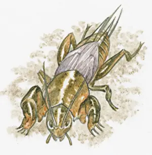 Illustration of European Mole Cricket (Gryllotalpa gryllotalpa) standing on ground