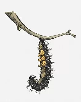 Illustration of European Peacock (Inachis io) caterpillar hanging from branch