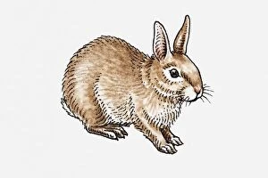 Images Dated 29th April 2010: Illustration of European Rabbit (Oryctolagus cuniculus)