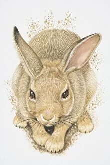 Illustration, European Rabbit (Oryctolagus cuniculus) digging, elevated view