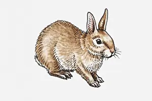 Rabbit Animal Prints: Illustration of European Rabbit (Oryctolagus cuniculus)