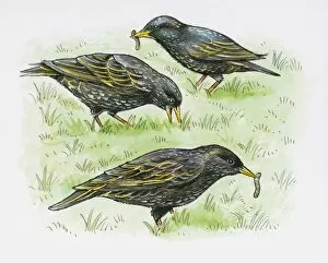 Five Animals Gallery: Illustration of European Starling (Sturnus vulgaris) feeding on Earthworm from lawn