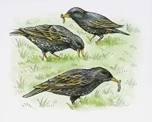 Five Animals Prints: Illustration of European Starling (Sturnus vulgaris) feeding on Earthworm from lawn