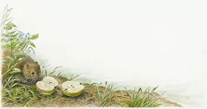 Images Dated 2nd September 2008: Illustration of European Water Vole (Arvicola amphibius) on riverbank looking at sliced apple at