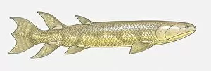Images Dated 9th April 2010: Illustration of an Eusthenopteron, a fish from the Devonian period