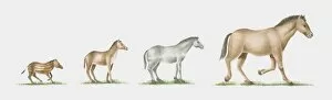 Images Dated 30th October 2009: Illustration of evolution of the horse