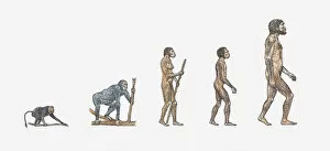 Illustration of evolution of man