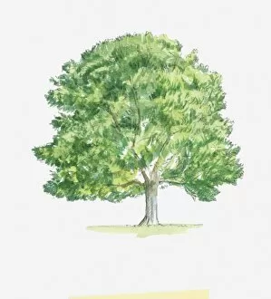 Images Dated 15th May 2017: Illustration of Fagus (Beech) tree with green foliage