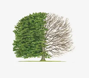 Bare Tree Prints: Illustration of Fagus sylvatica (Common Beech) showing shape of tree with and without leaves