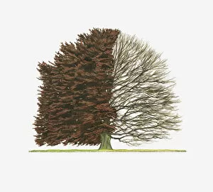 Images Dated 2nd March 2011: Illustration of Fagus sylvatica f. purpurea (Purple Beech) showing shape of tree with