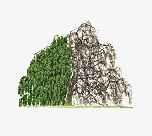 Fagus Prints: Illustration of Fagus sylvatica Pendula (Weeping Beech) showing shape of tree with and without leaves