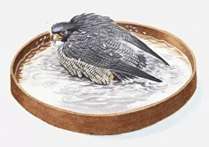 Images Dated 24th May 2010: Illustration of falcon in bird bath