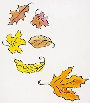 Images Dated 29th October 2008: Illustration of falling autumn leaves of various shapes and sizes