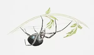 Illustration of False black widow spider (Steatoda sp.) hanging upside down from a plant, weaving a web