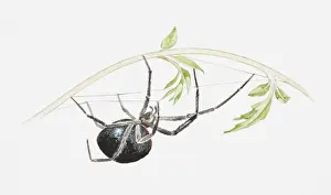 Upside Down Prints: Illustration of False black widow spider (Steatoda sp)