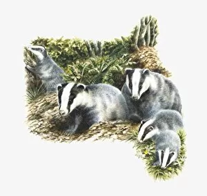 Images Dated 16th June 2010: Illustration of family of European Badgers (Meles meles) in countryside