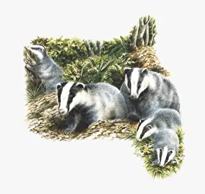 Five Animals Prints: Illustration of family of European Badgers (Meles meles) in countryside