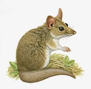 Illustration of Fat Tailed Dunnart (Sminthopsis crassicaudata)