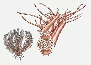 Images Dated 8th April 2010: Illustration of a Feather star (Crinoidea) and its reproductive pinnule