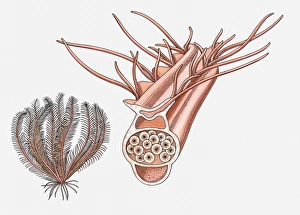 Images Dated 8th April 2010: Illustration of a Feather star (Crinoidea) and its reproductive pinnule