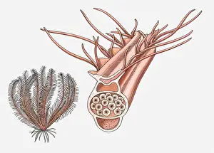 Illustration of a Feather star (Crinoidea) and its reproductive pinnule